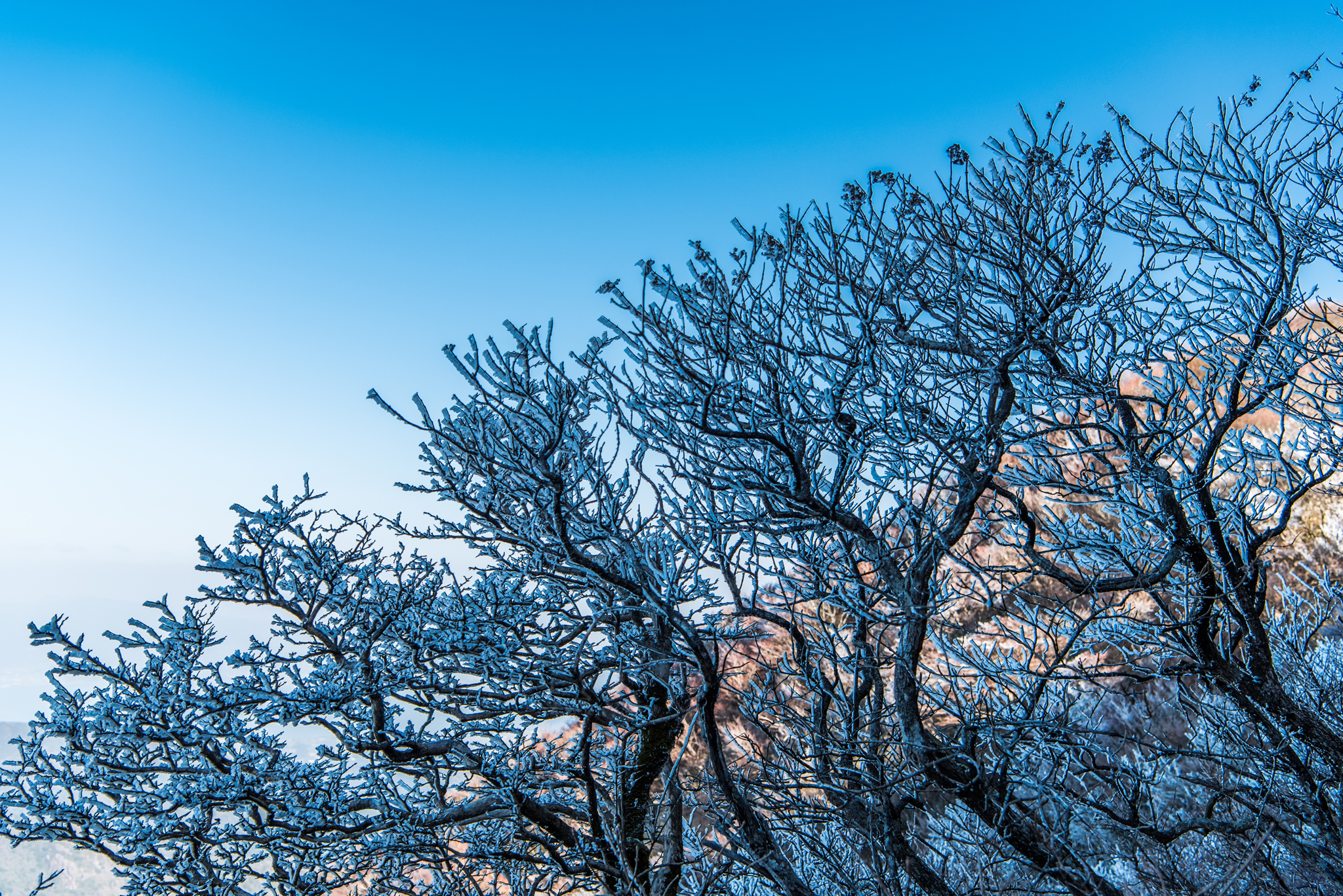 妙見岳の霧氷-1