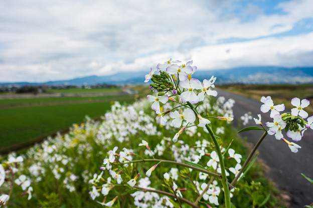 白い菜の花 写真共有サイト フォト蔵