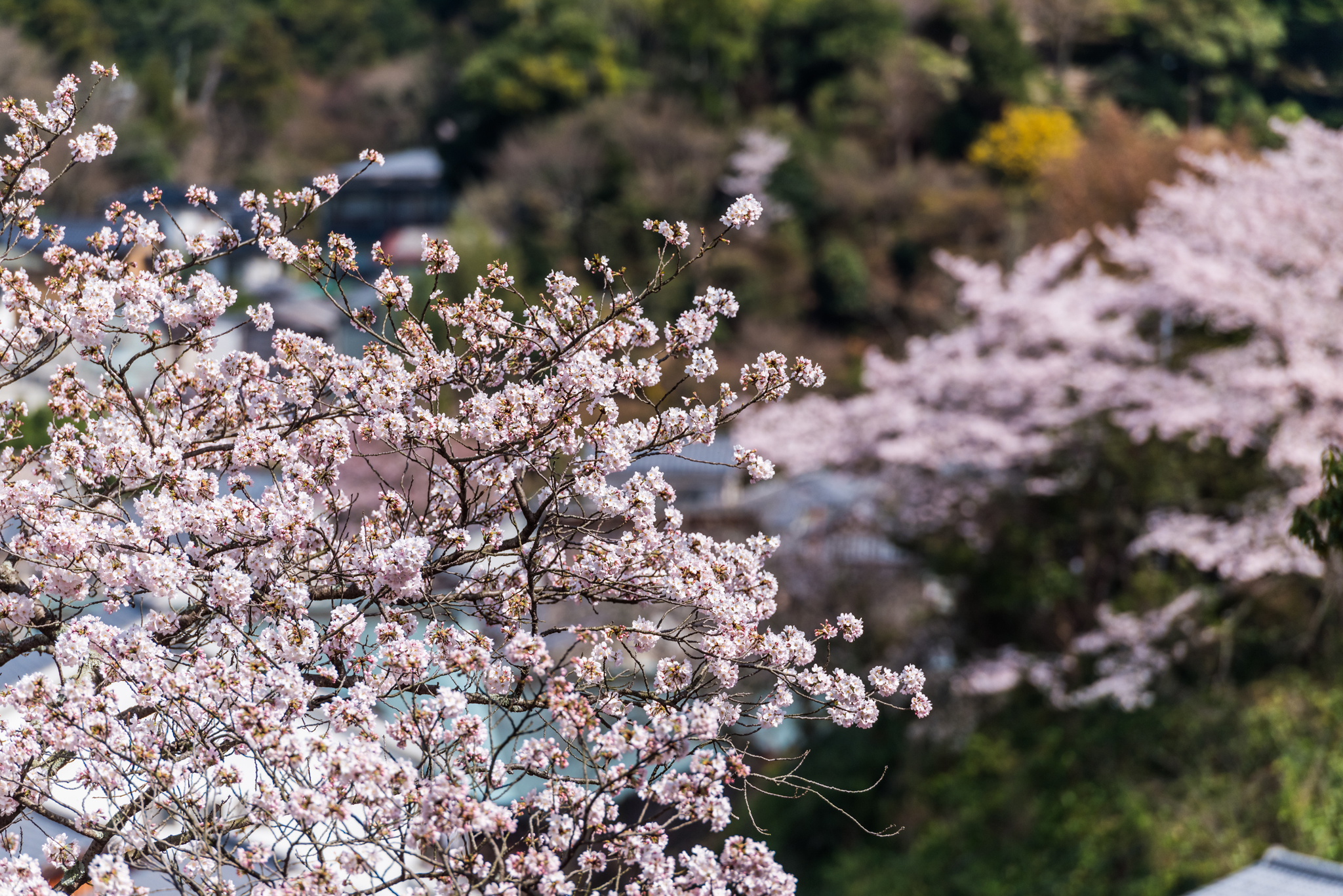 経塚の桜