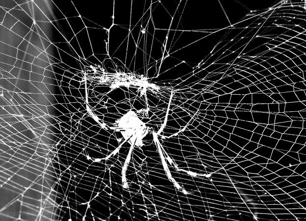 蜘蛛（女郎蜘蛛）の網（モノクロ）　　10：06