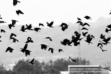 crow