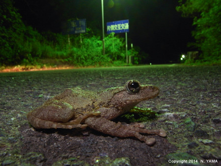 カジカガエル