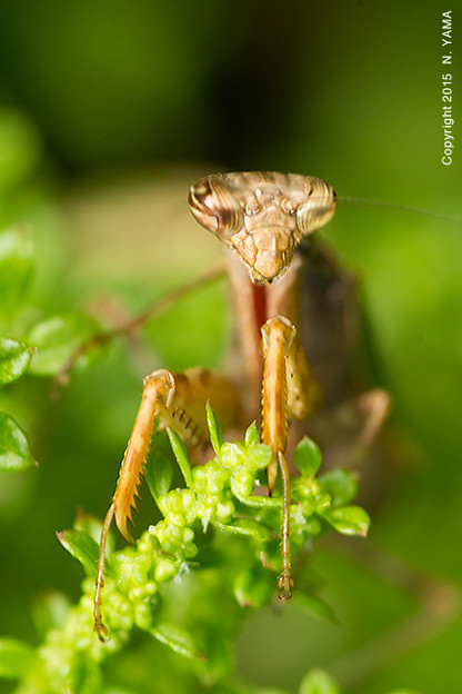 ヒメカマキリ