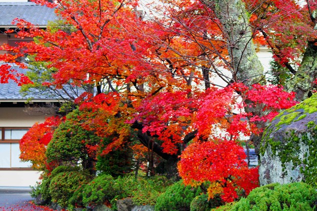 日光温泉郷川治温泉ゆけむりの里柏屋庭園の紅葉 写真共有サイト フォト蔵