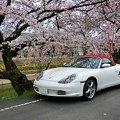 Photos: 前川堤の桜