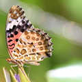 Photos: 睡蓮の上に・・・