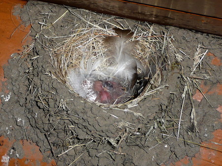 ツバメの巣と雛
