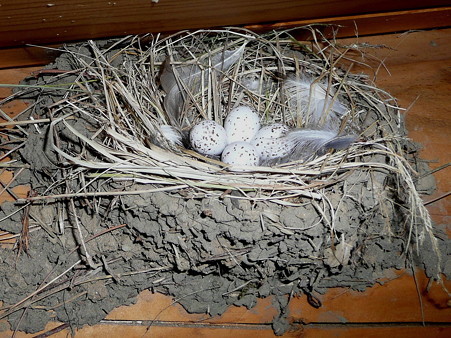 ツバメの巣と卵