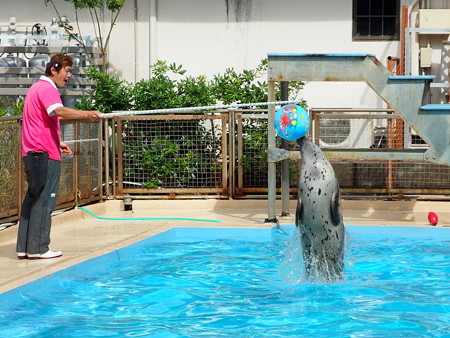 ボールに向かって飛ぶロビン君