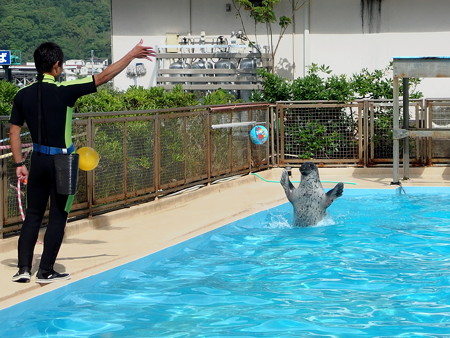 バタフライで泳ぐパル君