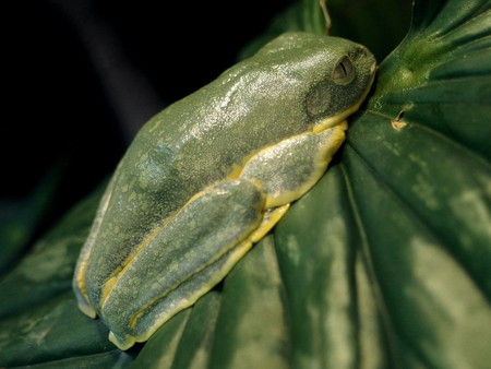 カエル館のトラフフリンジアマガエル