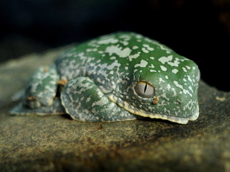 カエル館のケンランフリンジアマガエル