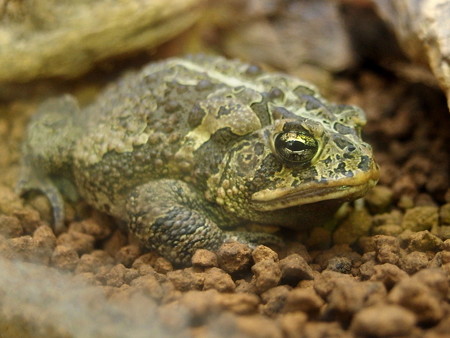 カエル館のナンブヒキガエル