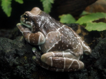 カエル館のジュウジメドクアマガエル