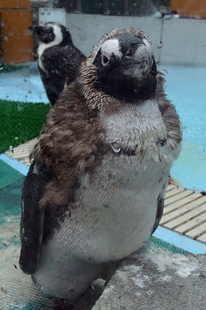 あわしまマリンパークのケープペンギンの雛