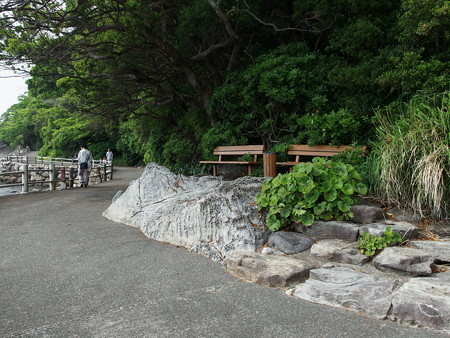 淡島海岸遊歩道