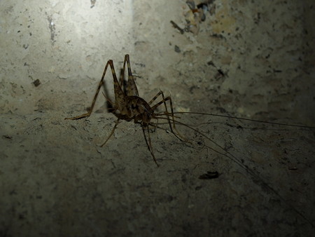 砲台跡に住みつくカマドウマ