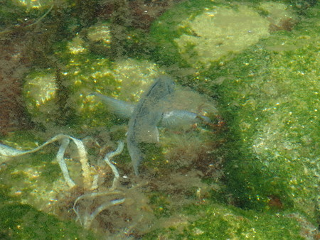 友ヶ島に生息する魚