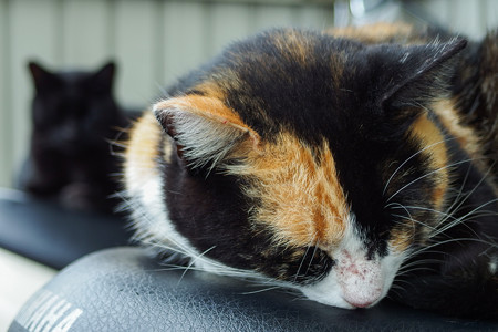 バイクシートの上で眠る猫