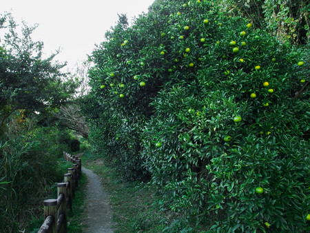 東海自然歩道 薩埵峠