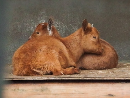 ヤクシマヤギ