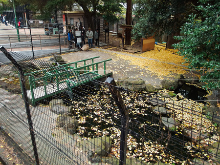 大宮公園小動物園 ガン・カモ池