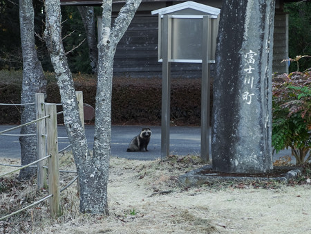 はたご池の狸