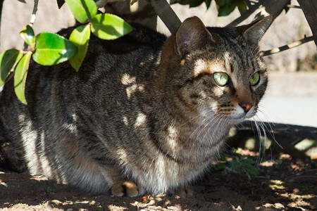 岩本山公園の猫