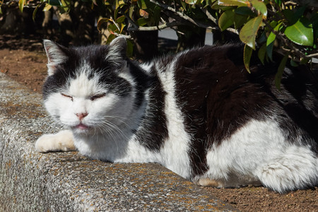 岩本山公園の猫