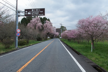 富士山さくらの園前の道