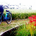 曼珠沙華と自転車