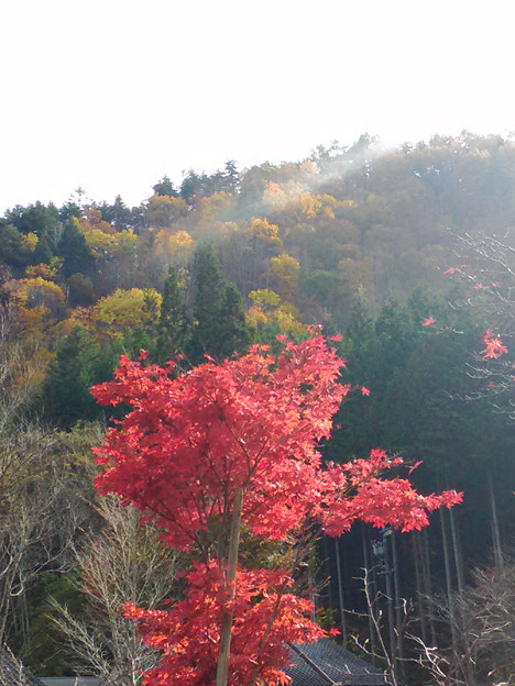 P_20151101_133325 いい色ですね 写真: P_20151101_133325 いい色ですね