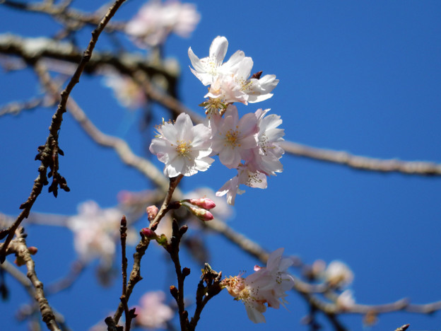 DSCN0082 四季桜 写真: DSCN0082 四季桜