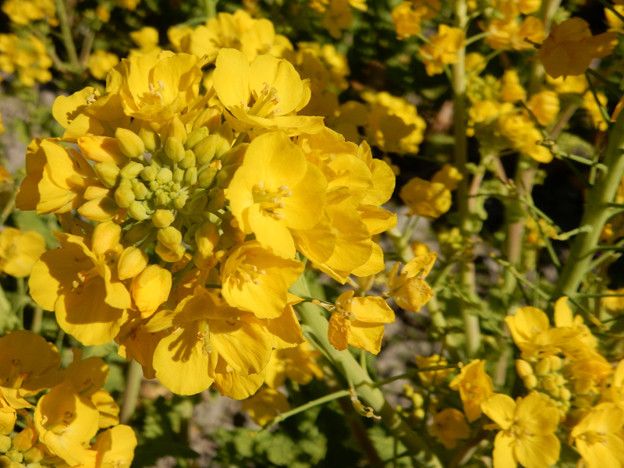 DSCN0299 早くも菜の花 写真: DSCN0299 早くも菜の花