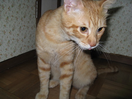 2008年9月15日のボクチン(4歳)