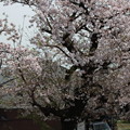 20160409桜（河川敷）6