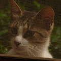 網戸越しから…2014.8.14