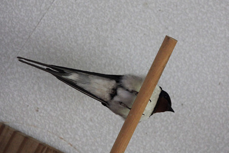 パパのお留守番
