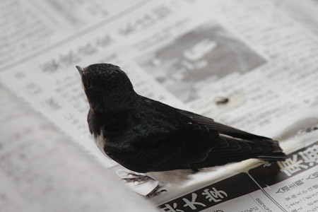 落ちちゃった~