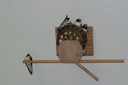 5羽帰宅