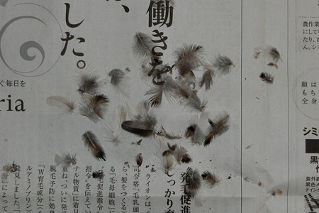 換羽