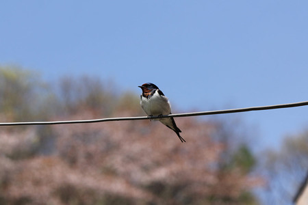 奥さん