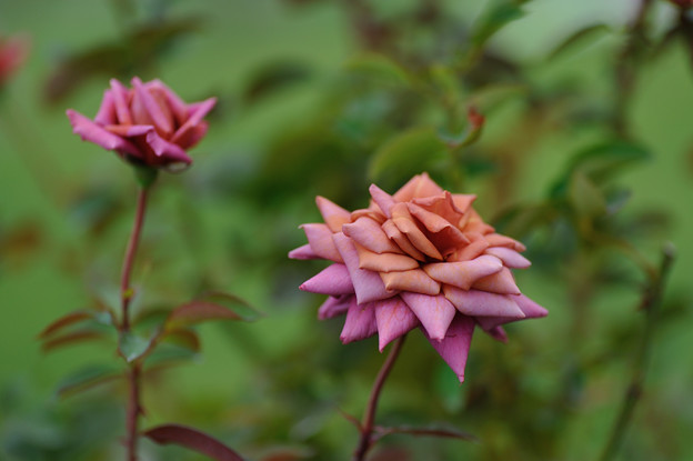 【花菜ガーデンの薔薇(禅)】3