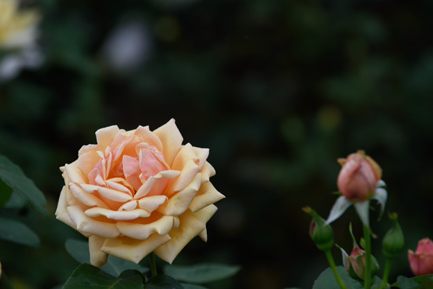 【花菜ガーデンの薔薇(シンシア・ブルック)】4