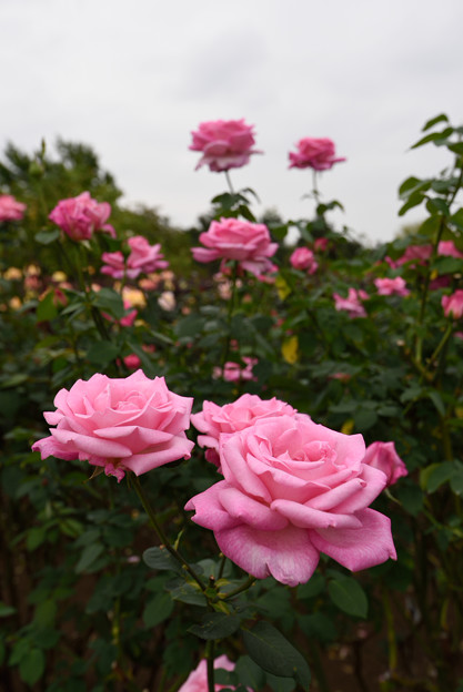 【花菜ガーデンの薔薇(グレース・ドゥ・モナコ)】1