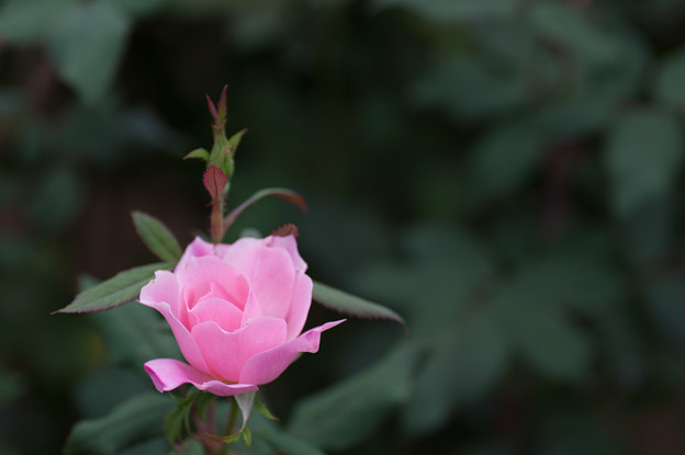 【花菜ガーデンの薔薇(ブラッシング・ノック・アウト)】