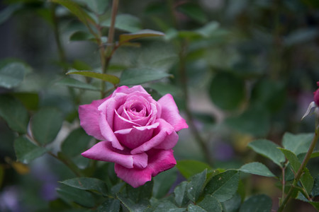 【花菜ガーデンの薔薇(ブルー・パフューム)】