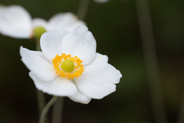 【昭和記念公園(秋明菊)】3