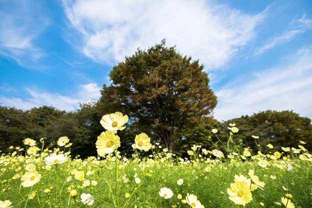 【昭和記念公園(原っぱ東花畑)】イエロー・キャンパス1