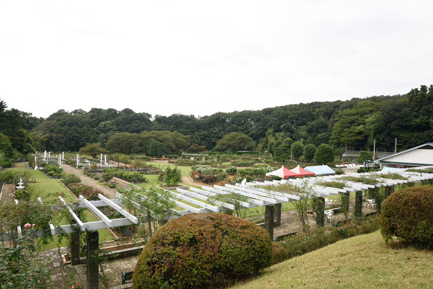 (生田緑地ばら苑の光景です)